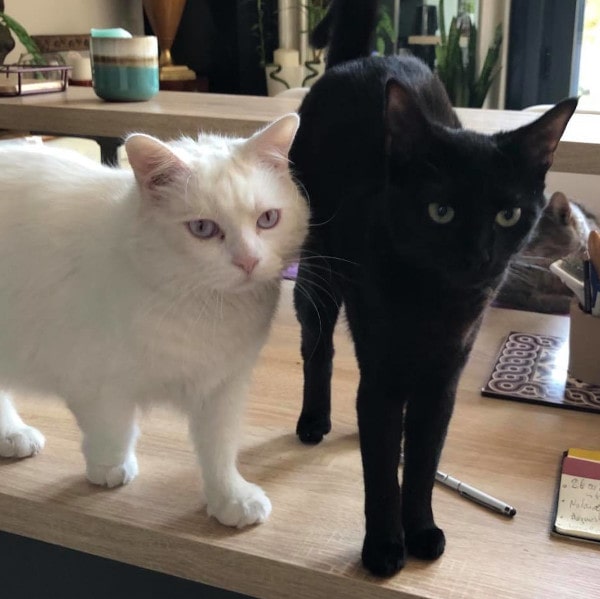 garde de chat à Paris, l'échange gratuit