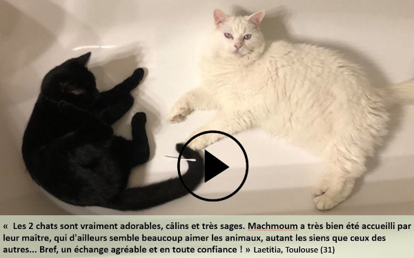 garde de chat à Toulouse, avis sur l'échange