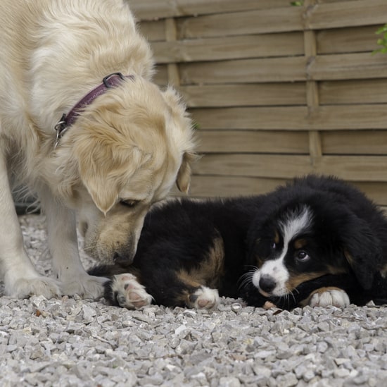 garde de chien à Marseille, échange de garde Animal Futé