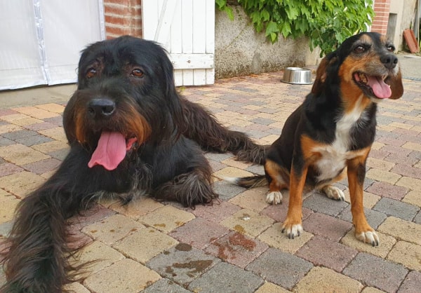 garde de chien à Toulouse, échange de Sophie