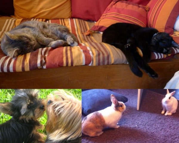 garde d'animaux à Paris, échanges gratuits Animal Futé