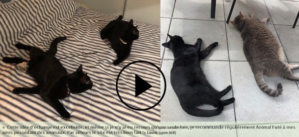 garde de chat à Lyon et partout en France, lire des avis