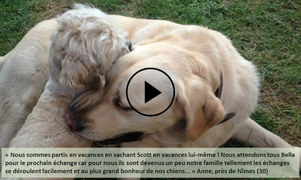 garde de chiens, avis d'échanges Animal Futé