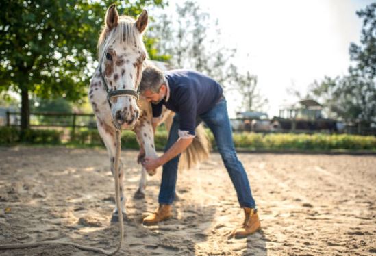 ostéopathe animalier pour cheval