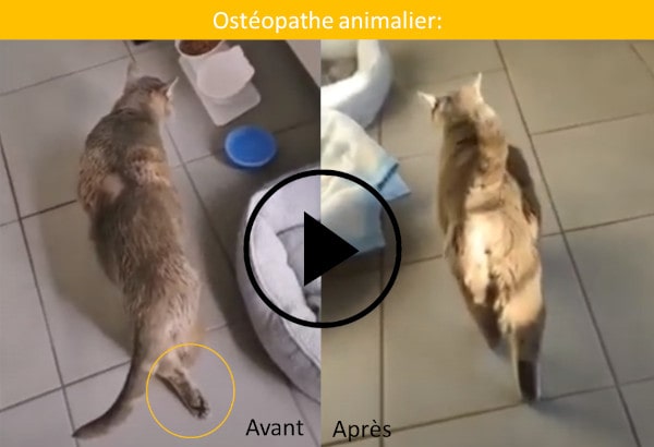 ostéopathe animalier, les soins d'un chat