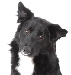 L'ostéopathie animalière lui a été d'un grand secours: Filou, le chien a l'origine d'Animal-Futé.com