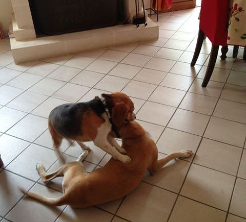 échange de garde de chiens à Paris