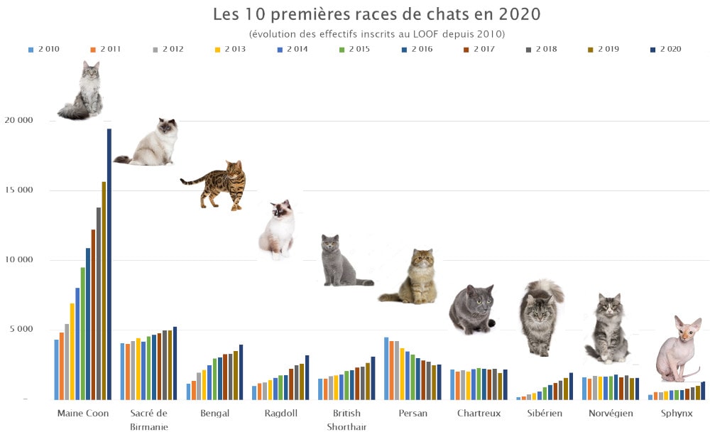 10 premières races de chats en 2020