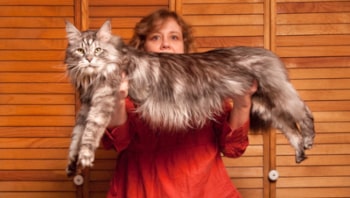 Le Maine Coon Stewie, le plus grand chat du monde en 2012 à 123cms