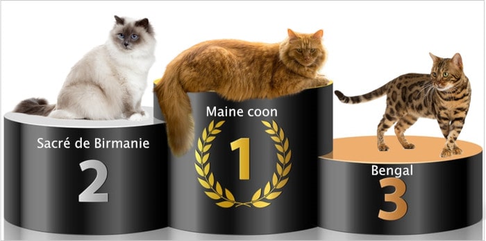 Podium races de chats 2020