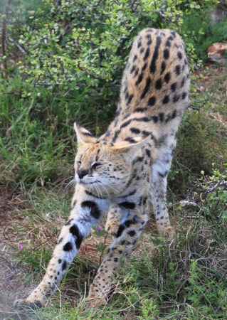 bengal dans la nature