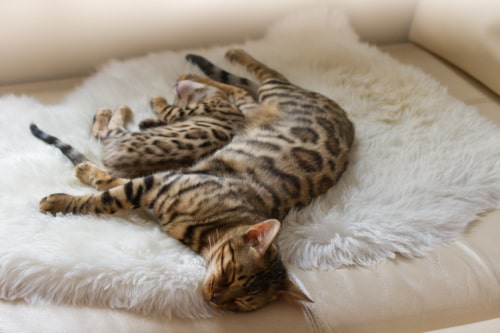 chat et chaton bengal couché