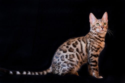 chaton bengal