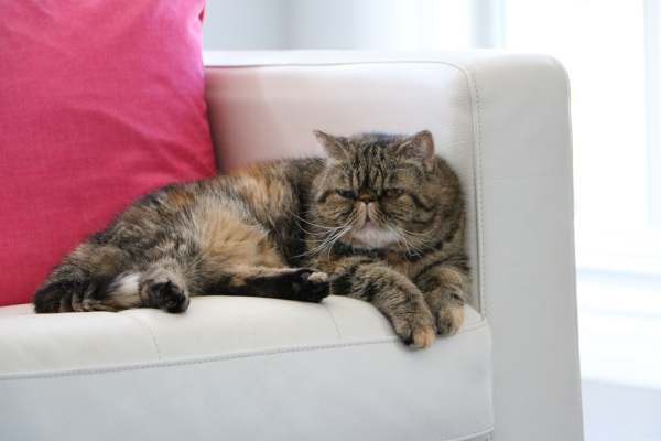 exotic shorthair