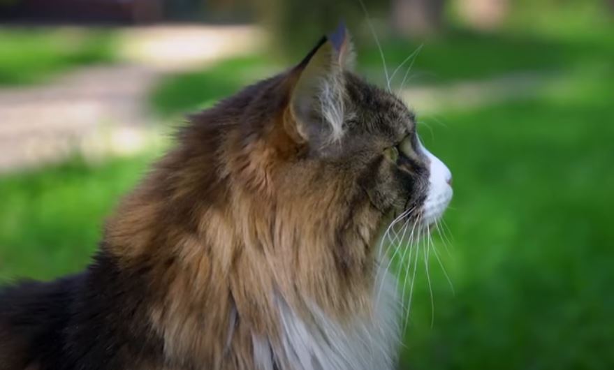 L'Angora Turc, un chat beau, intelligent et polyvalent - Animal Futé