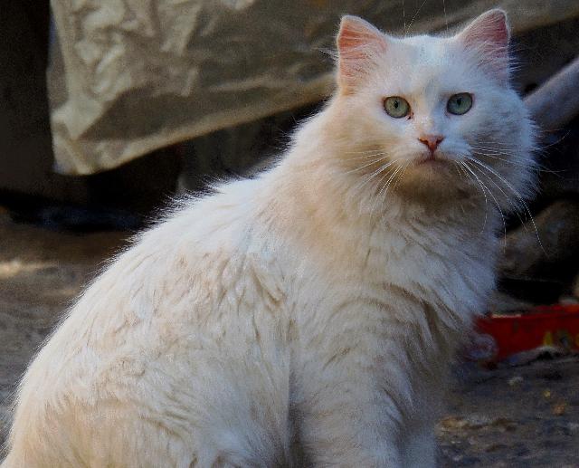 chat angora turc