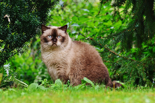 race de chat, le British Shorthair