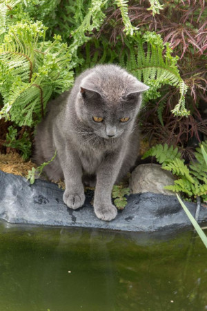 chat chartreux au bord de l'eau