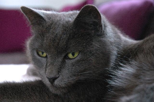 chat chartreux tête