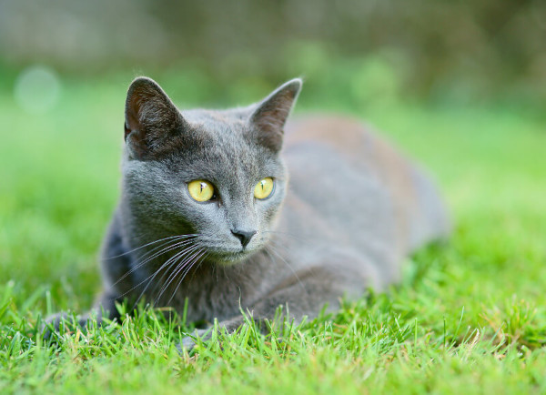 chat chartreux