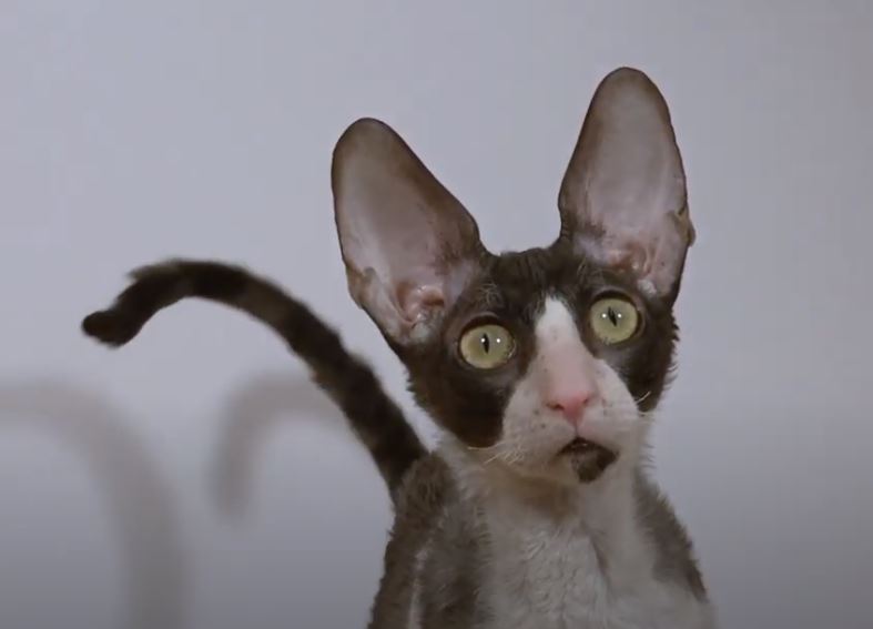 chat cornish rex tête