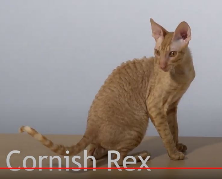 chat cornish rex