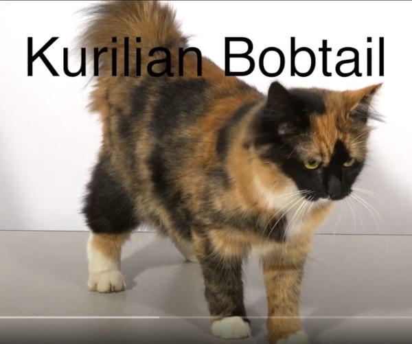 chat kurilian bobtail