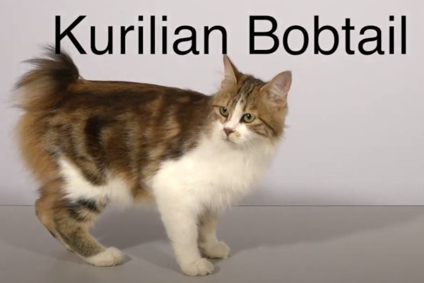 chat kurilian bobtail, pendant un concours du LOOF