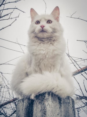 Chat Maine Coon blanc