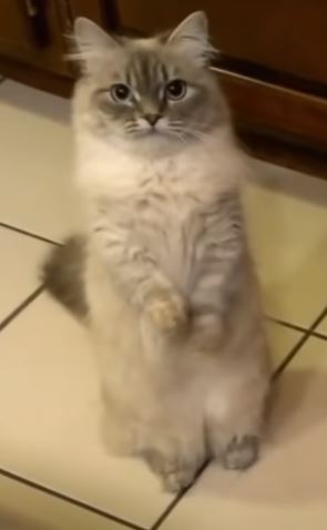 chat munchkin assis droit sur ses pattes arrière