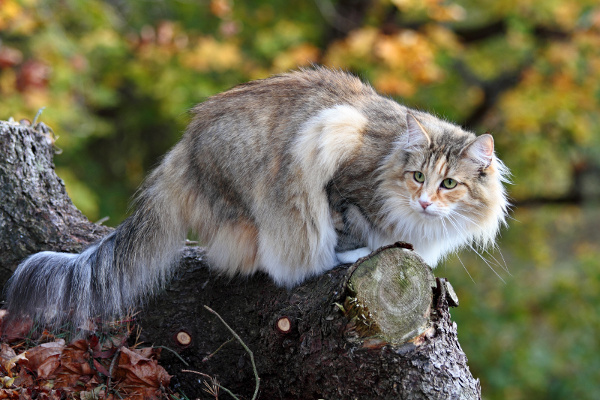 Chat Norvégien