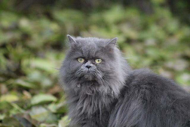 chat persan gris