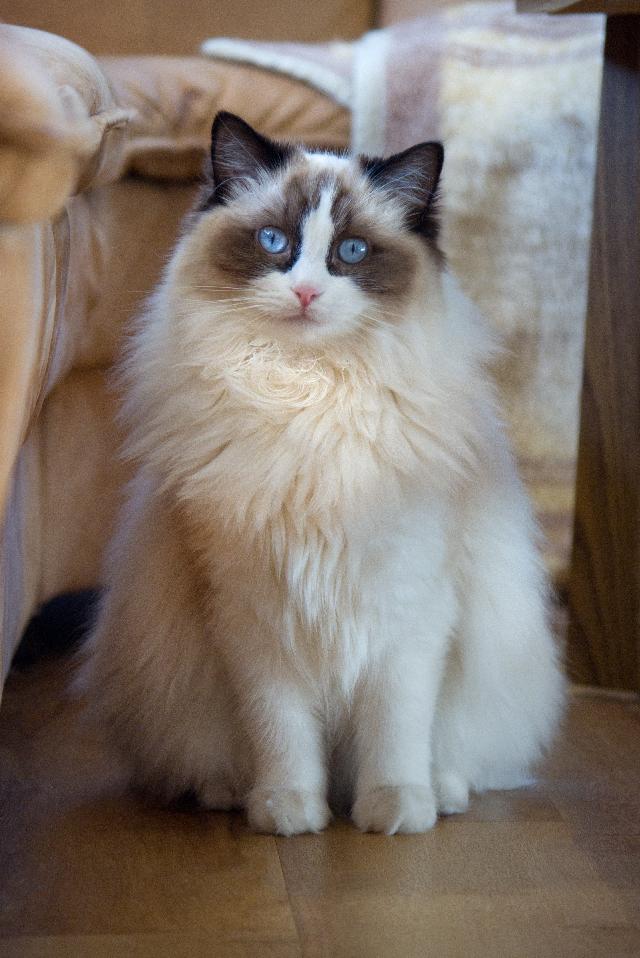 chat ragdoll assis