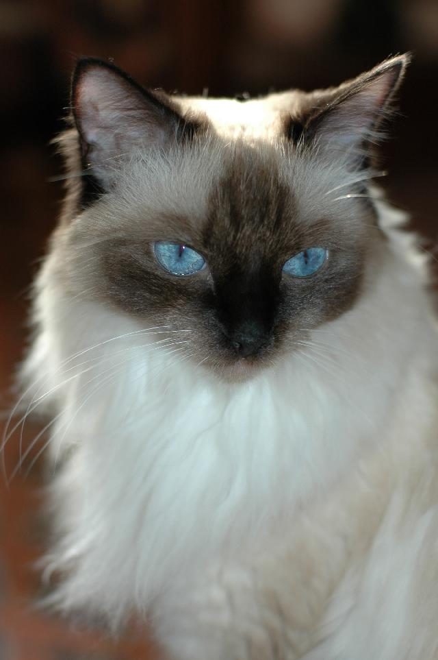 chat ragdoll regard