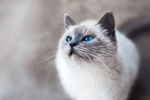 un chat sacré de Birmanie ou Birman