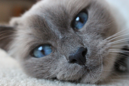 le Sacré de Birmanie aux yeux bleus superbes