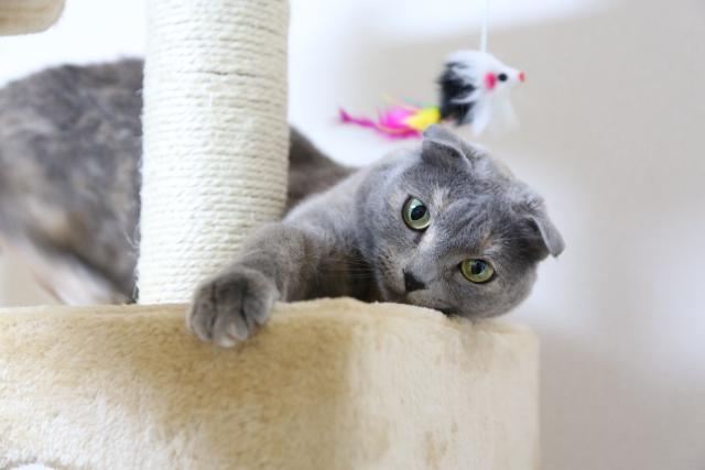 chat scottish fold bleu