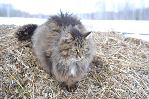 chat sibérien en bord de rivière