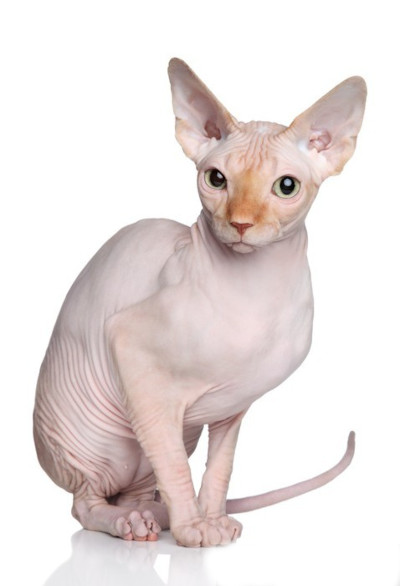 chat sphynx