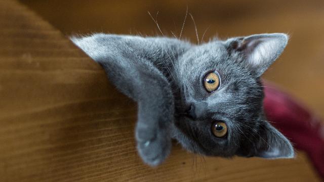 chaton chartreux