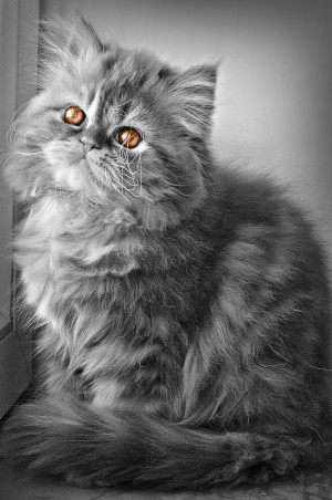 chaton persan gris
