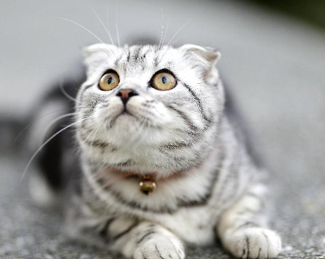 chaton scottish fold tigré