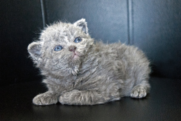 chaton selkirk rex