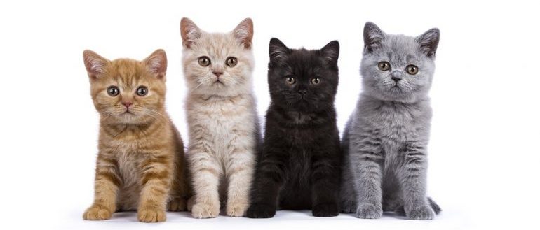 chatons british shorthair 4 couleurs