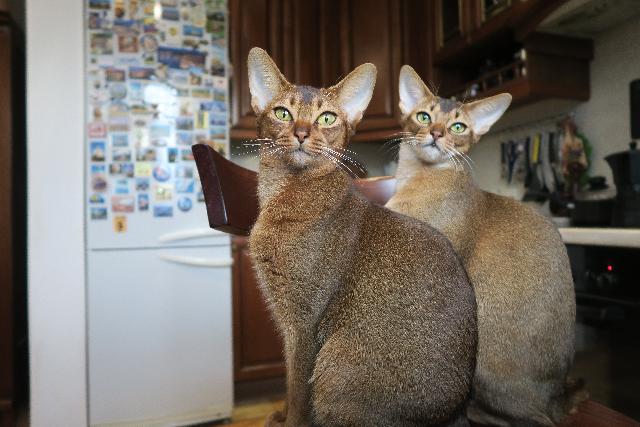 chats abyssins
