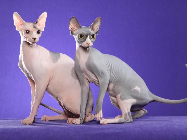 chats sphynx