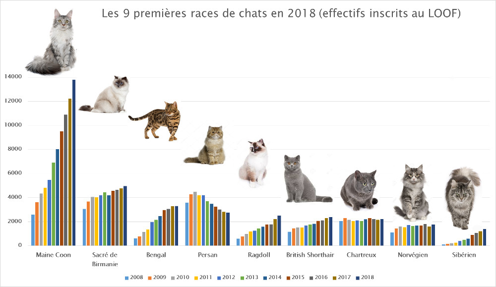 Classement 2018 des races de chats, le top 9