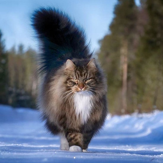 Maine Coon