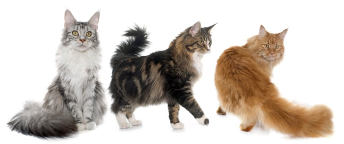 Le chat Maine Coon, en trois couleurs