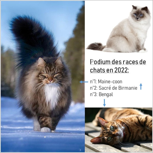 race de chat podium 2022